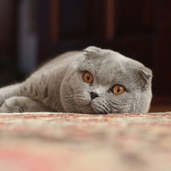 Scottish fold 1