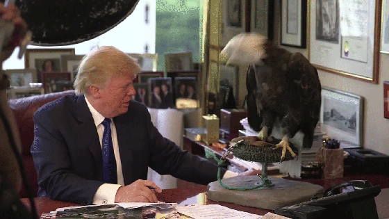 trump eagle