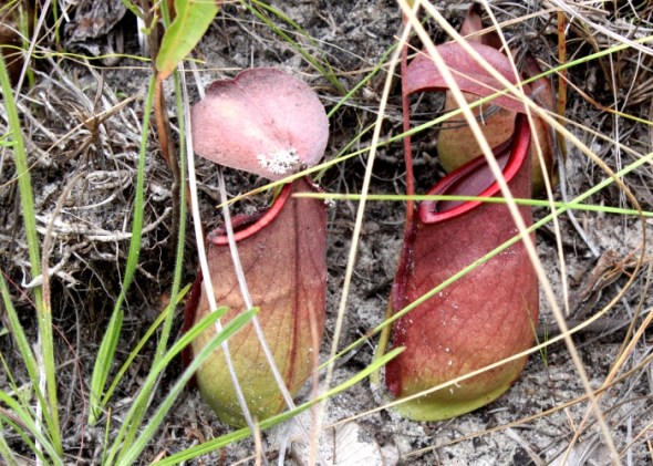 A nepenthes rowaniae of North Queensland