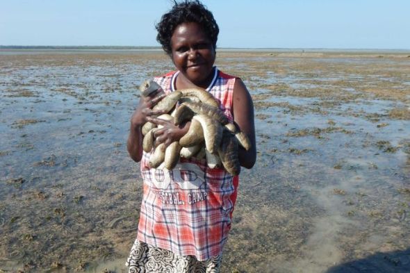 Photo: Gail Ngalwungirr harvesting trepang on South Goulburn Island (NT Department of Fisheries)