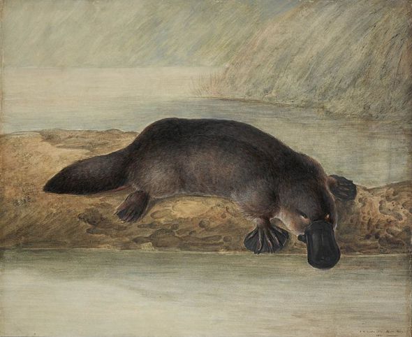 platypus
