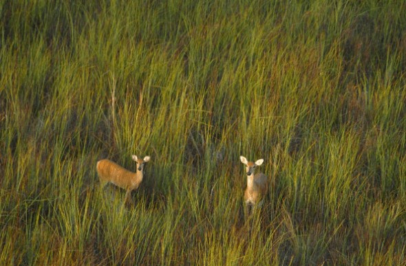 From Big Cypress Instagram