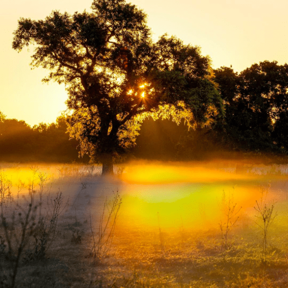 The Cosumnes River Preserve is home to California’s largest remaining valley oak riparian forest, and is one of the few protected wetland habitat areas in the state. 